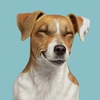 Размещение интеграции в Telegram. Логотип Телеграм канала "Джек Рассел Терьер 🐶" Размещение интеграции в Telegram. Логотип Телеграм канала @mydogsru