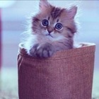 Размещение интеграции в Telegram. Логотип Телеграм канала @pkotyaa