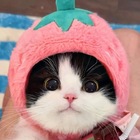 Размещение интеграции в Telegram. Логотип Телеграм канала "Мемы с котами" Размещение интеграции в Telegram. Логотип Телеграм канала @memy_s_kotikamy