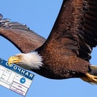 Размещение интеграции в Telegram. Логотип Телеграм канала @orel57express