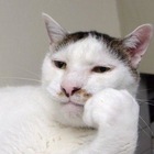 Размещение интеграции в Telegram. Логотип Телеграм канала @vsratyekoty