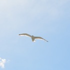 Размещение интеграции в Telegram. Логотип Телеграм канала @prokrum