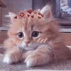 Размещение интеграции в Telegram. Логотип Телеграм канала @cutecat9