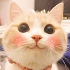 Размещение интеграции в Telegram. Логотип Телеграм канала "Замурчательно 😼" Размещение интеграции в Telegram. Логотип Телеграм канала @zamurcatelno