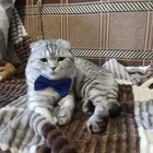 Размещение интеграции в Telegram. Логотип Телеграм канала @wikikotiaChat