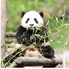 Размещение интеграции в Telegram. Логотип Телеграм канала @ru_chiangmai