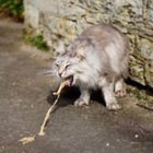 Размещение интеграции в Telegram. Логотип Телеграм канала @ogomeme