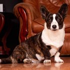 Размещение интеграции в Telegram. Логотип Телеграм канала @beloved_animals