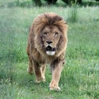 Размещение интеграции в Telegram. Логотип Телеграм канала "Тайган" Размещение интеграции в Telegram. Логотип Телеграм канала @parktaigan