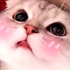 Размещение интеграции в Telegram. Логотип Телеграм канала Котики