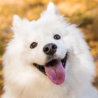 Размещение интеграции в Telegram. Логотип Телеграм канала Собачки