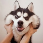 Размещение интеграции в Telegram. Логотип Телеграм канала @myhasku