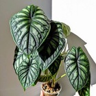 Размещение интеграции в Telegram. Логотип Телеграм канала @CVETOBOD