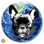 Размещение интеграции в Telegram. Логотип Телеграм канала Мир глазами бульдога