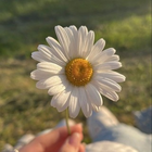 Размещение интеграции в Telegram. Логотип Телеграм канала @silence_night_city