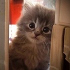 Размещение интеграции в Telegram. Логотип Телеграм канала @Kotovoememe