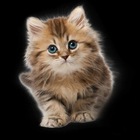 Размещение интеграции в Telegram. Логотип Телеграм канала котегория