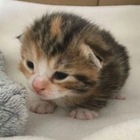 Размещение интеграции в Telegram. Логотип Телеграм канала @myakichi