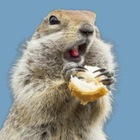 Размещение интеграции в Telegram. Логотип Телеграм канала "Подсмотрено Камчатка" Размещение интеграции в Telegram. Логотип Телеграм канала @podsmotreno41