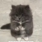 Размещение интеграции в Telegram. Логотип Телеграм канала Милашки