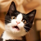 Размещение интеграции в Telegram. Логотип Телеграм канала @votzivi