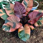 Размещение интеграции в Telegram. Логотип Телеграм канала @komn_cvety