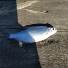 Размещение интеграции в Telegram. Логотип Телеграм канала @fishing18