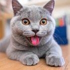 Размещение интеграции в Telegram. Логотип Телеграм канала "КОШКАма 😸" Размещение интеграции в Telegram. Логотип Телеграм канала КОШКАма 😸