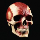 Размещение интеграции в Telegram. Логотип Телеграм канала Анатомия в кармане