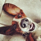 Размещение интеграции в Telegram. Логотип Телеграм канала @pozitiv_dog