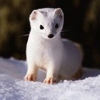 Размещение интеграции в Telegram. Логотип Телеграм канала @beliisobol